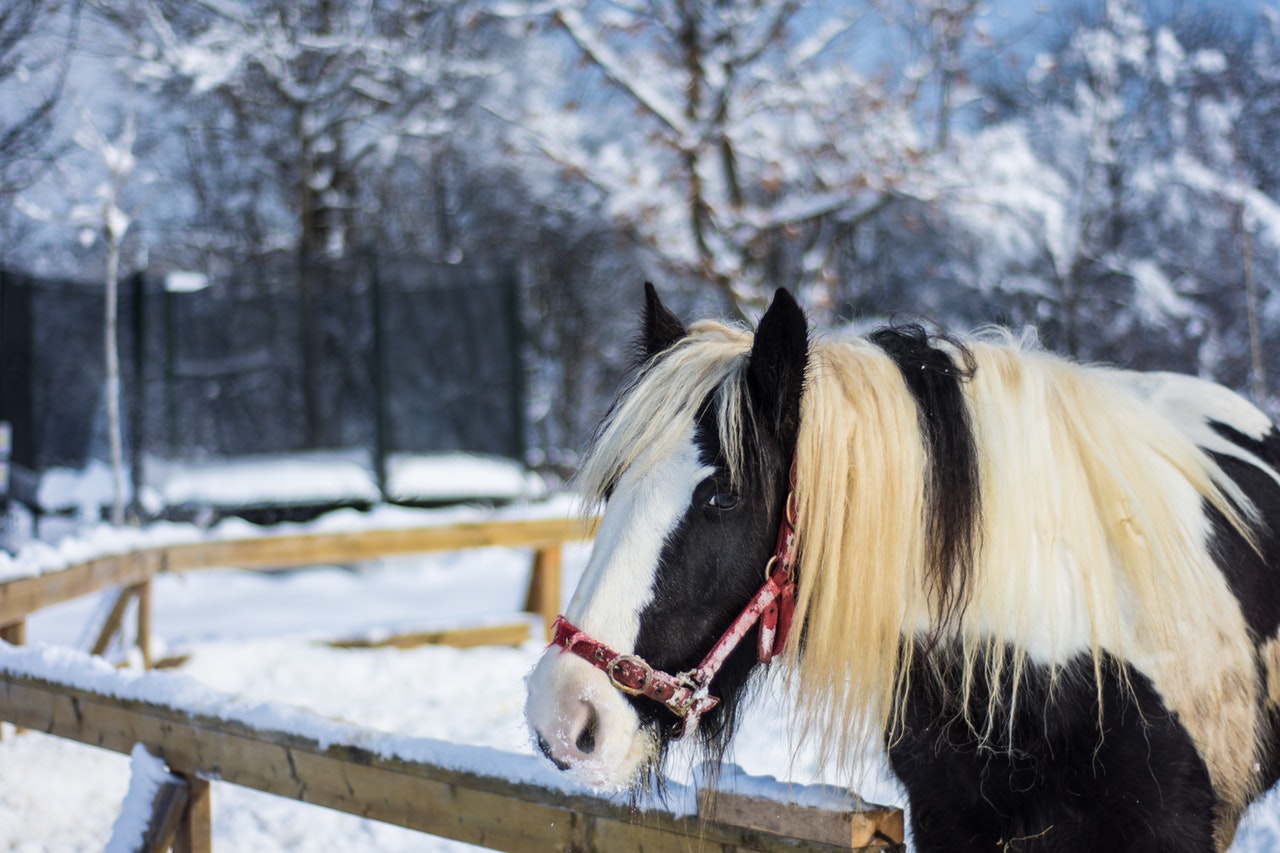 passeggiate a cavallo in inverno