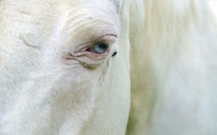L'occhio del cavallo 