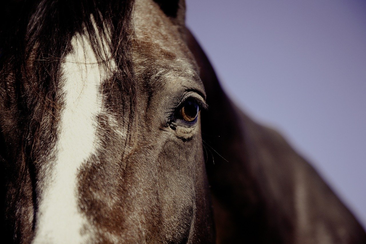 Lotta alla crisi da Corona virus – Horse Touring apre gratuitamente a tutti gli operatori